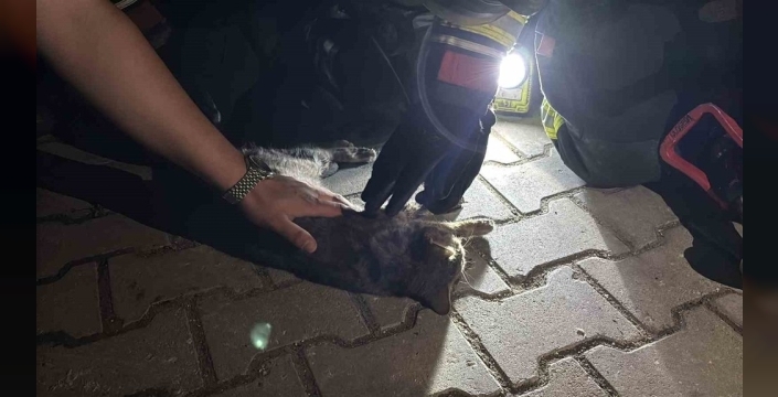 Bolu'da yürek burkan yangın: Ev alevler içinde kaldı, minik kedi kurtarılamadı