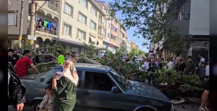 Bursa'da ağaç devrildi, motosiklet sürücüsü yaralandı