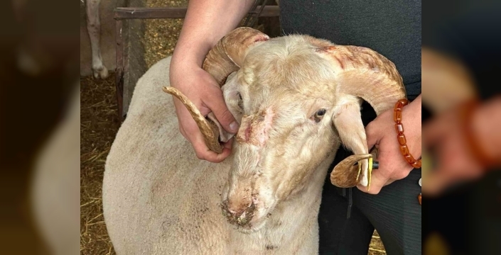 Bursa'da gergedan boynuzlu koç ilgileri üzerine çekiyor