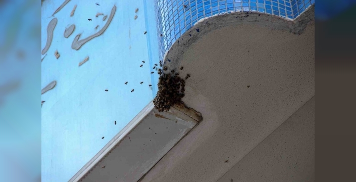 Çorum'da sokakta arı paniği: Esnaf müdahale etti