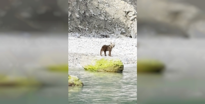 Deniz kenarında şaşırtan manzara: Ayı balık avında!