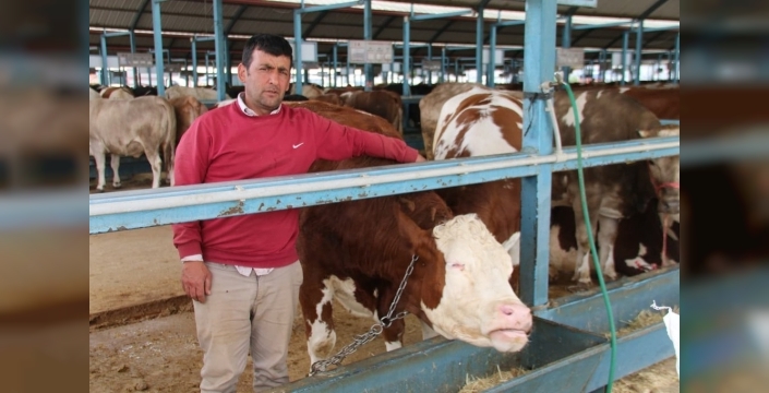 Denizli kurban pazarı, bayram öncesi şimdiden hareketlendi