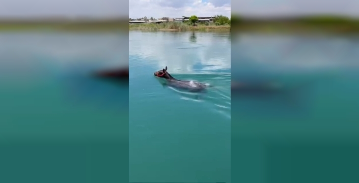Fırat'ın ortasında yüzen at paniği: Vatandaşlar şokta!