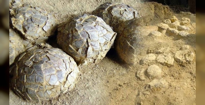 Fransa'da dinozor yumurtaları keşfi: Üç farklı tür aynı alanda bulundu