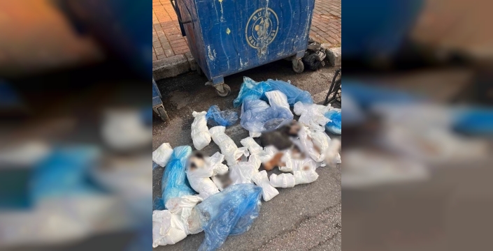 İzmir'deki kedi vahşetinde şok karar: Veteriner serbest kaldı, savcı isyanda!