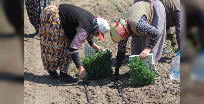 Karacabey'de biber dikimi zorlu şartlara rağmen hız kesmiyor