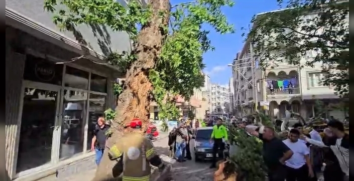 Karacabey'de devrilen ağaç, motosiklet sürücüsünü ağır yaraladı