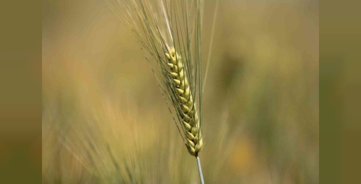 Karacabey Ovası'nda buğday beklentisi: Dekara 900 kilogram rekolte