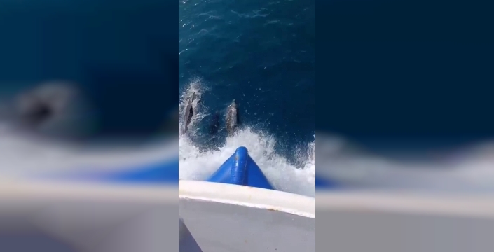 Karadeniz'in masmavi sularında yunusların büyüleyici dansı kamerada!