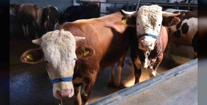 Kurban Bayramı'nda İnegöl Hayvan Pazarı'nda rekor satışlar: 4 bine yakın kurbanlık alıcı buldu