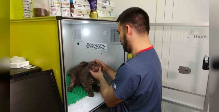 Kurban bayramı uyarısı: Çiğ et, hayvanlar için ölümcül bir tuzak!