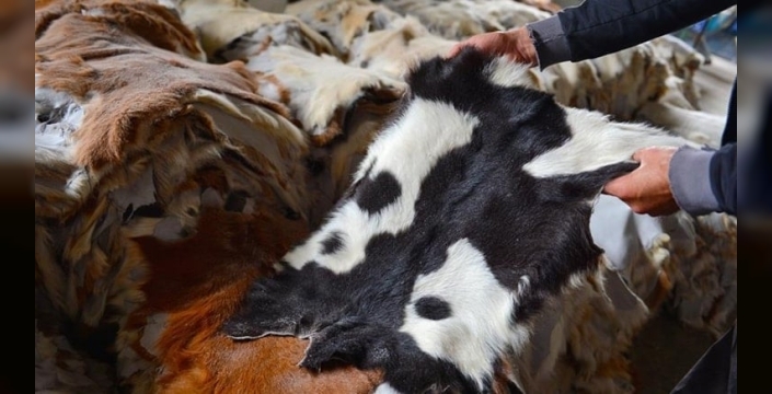 Kurban derisi: Altın değerinde milli servet, doğru toplama ile ekonomiye dev katkı!