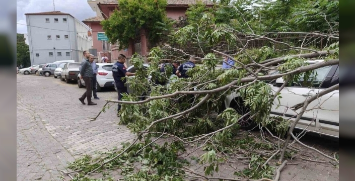 Rüzgar, park halindeki araçları vurdu: Ağaç devrildi
