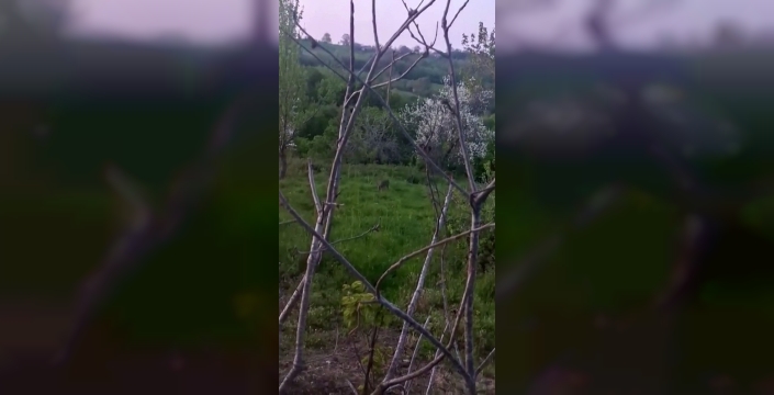Sinop'un sakin bahçesinde şaşırtıcı misafir: Yavru karaca objektiflere takıldı