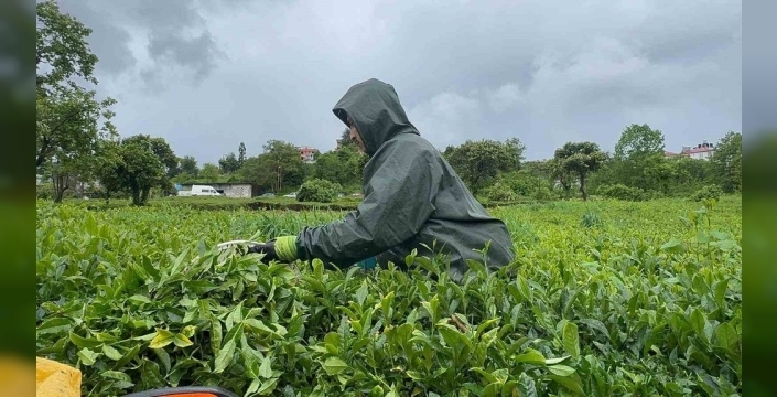 Yağmura inat çay hasadı devam ediyor: Üreticiler bayramı fırsata çevirdi