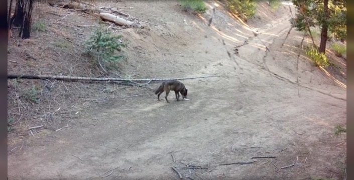 Yüz yıl sonra yeniden: Nesli tükendi sanılan kurt, Los Angeles'a kadar indi!