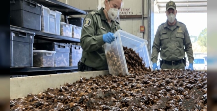Avustralya'da şok operasyon: Gizli bölmeden 100 bin hamam böceği çıktı, değeri dudak uçuklattı!