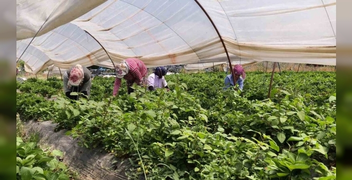 Aydın'da 40 Dereceyi Aşan Sıcaklıkta Çilek Mesaisi: Alın Teri Kazanca Dönüşüyor