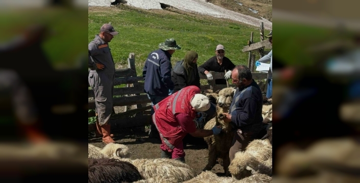 Aydıntepe'de hayvan sağlığı için aşılama ve küpeleme çalışmaları devam ediyor