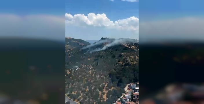 Burhaniye'deki zeytinlik yangını kontrol altına alındı