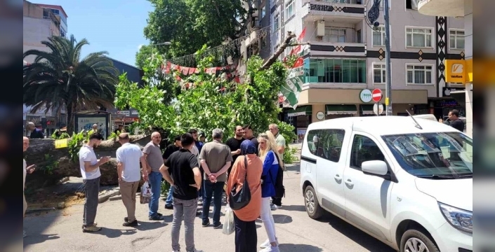 Bursa'da tarihi çınar devrildi, faciadan dönüldü