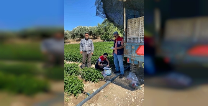 Didim'de salatalıklar pestisit testinden geçti