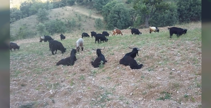 Gediz Akdağ’da Yörüklerin geleneksel yayla göçü başladı