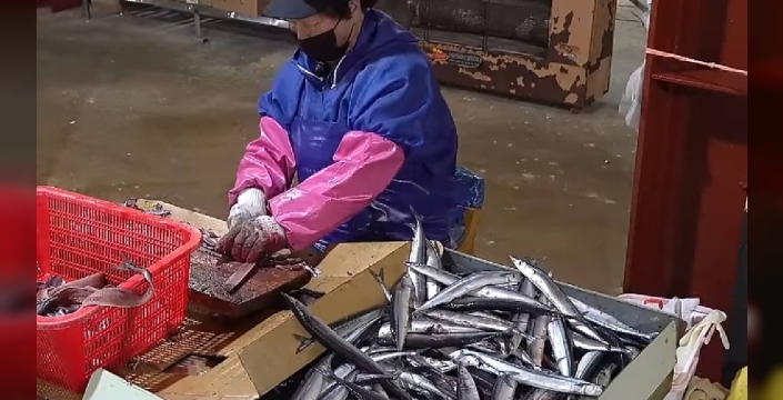 Güney Kore'de günde 4 bin Gwamegi üreten işçi, balıkları pişirmeden sunuyor