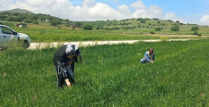 Hububat tarlalarında rekolteyi artırmak için sahada yoğun denetim