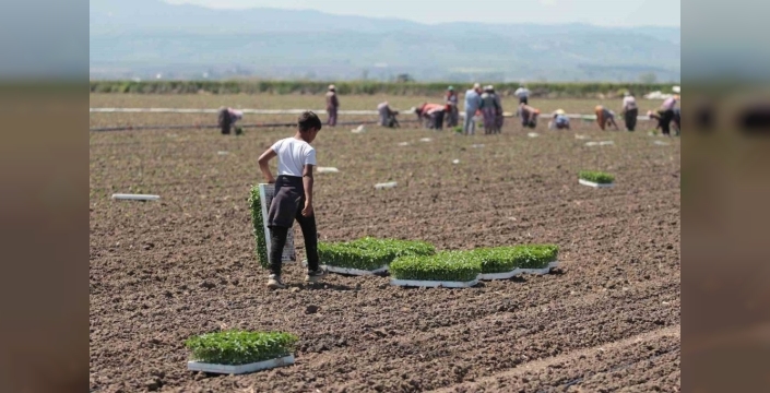 Karacabey'de domates bereketi başlıyor: Salçalık üretimin kalbi atıyor