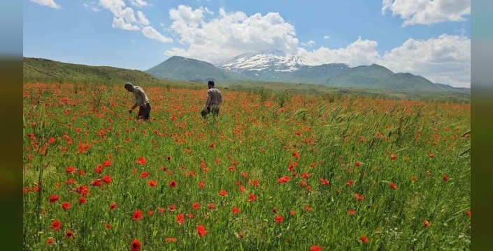 Kıpkırmızı gelincikler, Süphan'ın karıyla buluştu: Bitlis'ten nefes kesen manzara