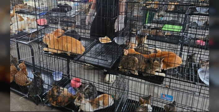 Korkunç Gerçek: 400 kedi son anda kurtarıldı, amaçları tüyler ürpertici!