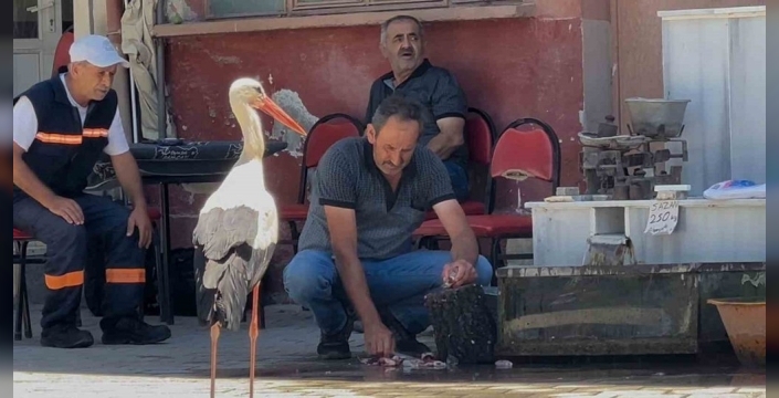 Leylek ile balıkçı arasında 10 yıllık dostluk hikayesi