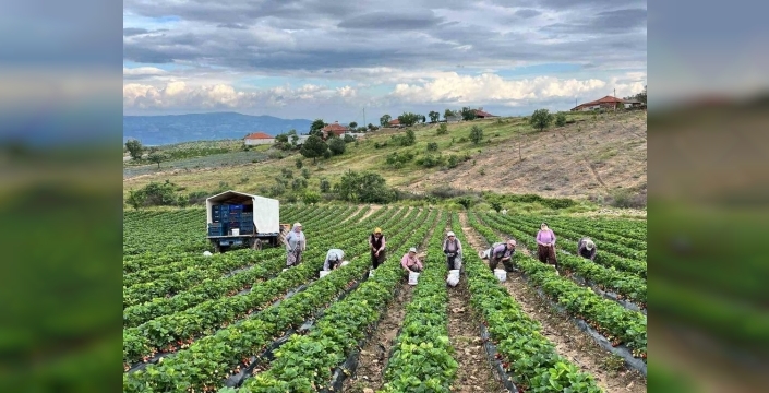 Salihli'nin organik çilekleri: Doğallığın ve lezzetin buluşma noktası