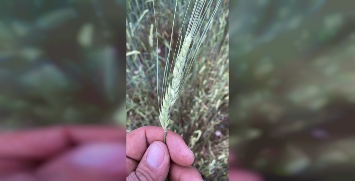 Tomarza'da gökyüzü cevizle buluştu: Tarlalar adeta harabeye döndü
