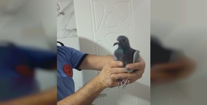 Üç gündür esir düşen masum kanatlı, itfaiyenin kahraman müdahalesiyle kurtuldu