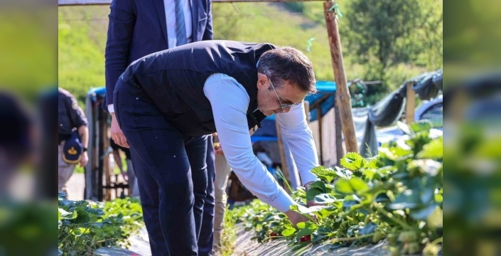 Vali Sözer, çilek hasadında üreticileri yalnız bırakmadı