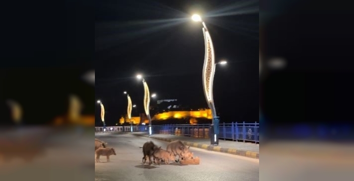 Yaban domuzları, turizm cennetlerinde huzuru tehdit ediyor