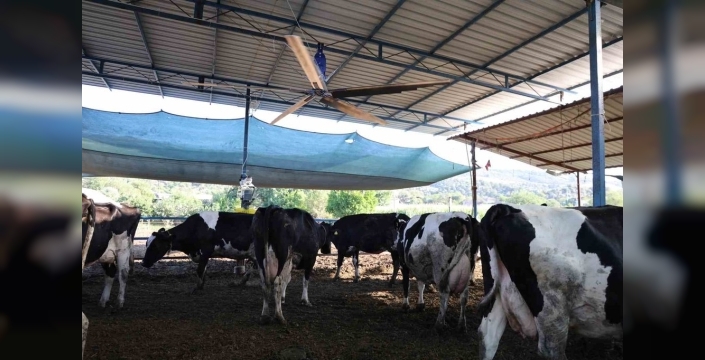 Aydın'da kavurucu sıcaklar inekleri vurdu: Ahırlar vantilatörlerle serinletiliyor