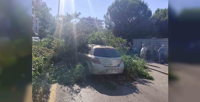 Aydın'da seyir halindeki otomobilin üzerine ağaç devrildi