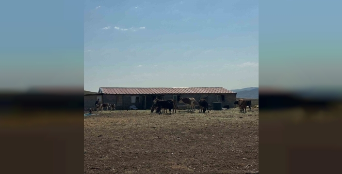 Aydıntepe'de buzağılar için kritik küpeleme ve aşılamalar noktalandı