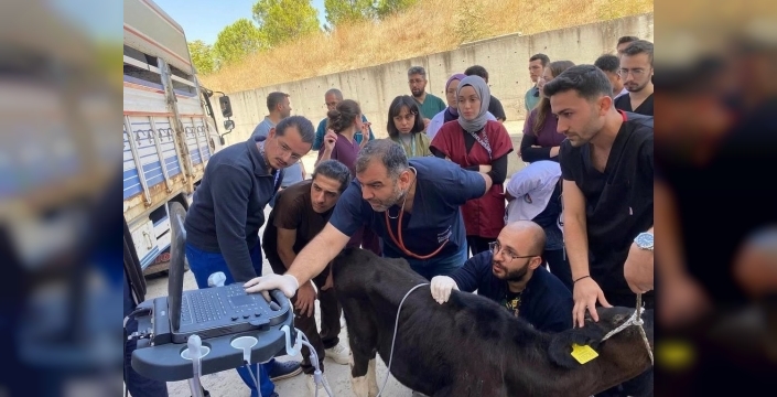 Balıkesir Veteriner Fakültesi, bin 250 hasta hayvana şifa oldu