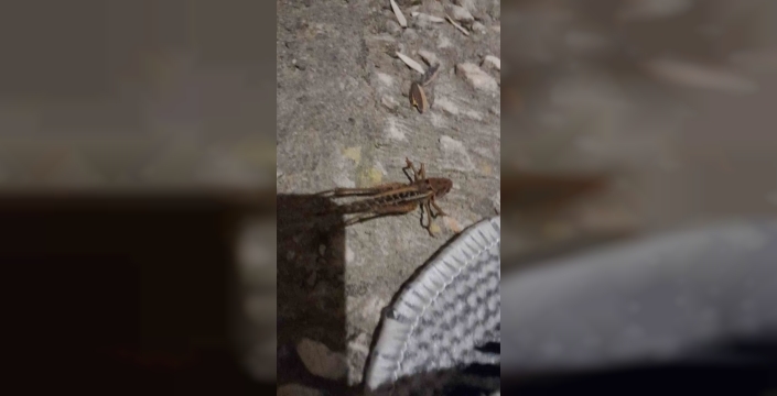 Bilecik'te dev çekirge istilası: Vatandaş tedirgin