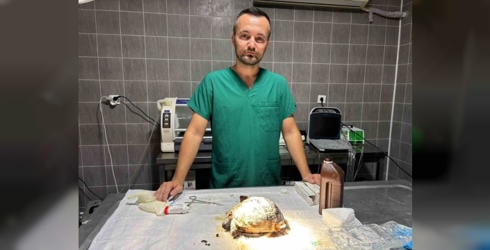 Bilecik'te yangında yaralanan kaplumbağanın tedavisine başlandı