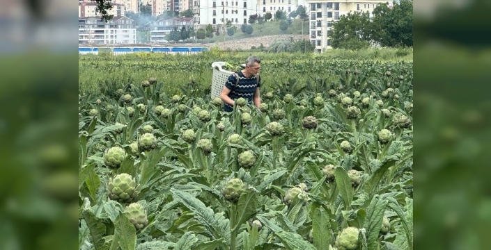 Bursa, enginarın yeni başkenti olmaya hazırlanıyor: İzmir tahtını kaybediyor