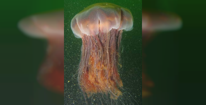 Devasa denizanası kabusu: Dokunaçları 36 metreyi buluyor, kıyıları istila etti!