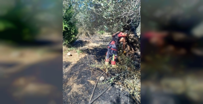 Edremit zeytinliklerinde korkutan yangın kontrol altına alındı, hasar tespit edildi