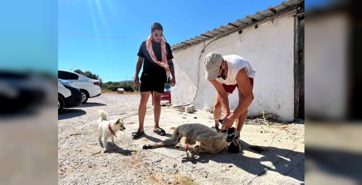 Ehliyetine 5 yıl sonra kavuşan galerici, sevincini kurban keserek kutladı