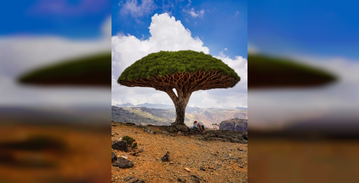 Ejderha kanı ağacı: Sadece Socotra Adası'nda yetişiyor