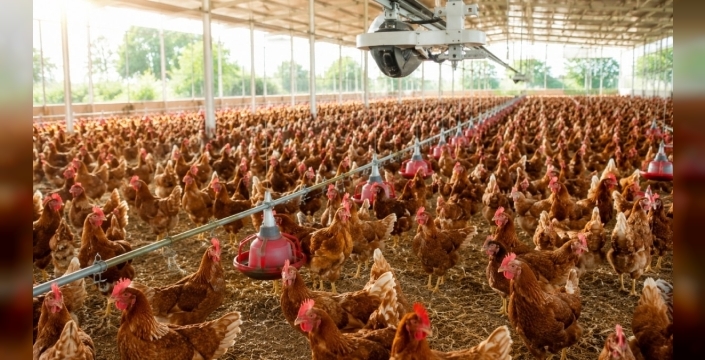 Endüstriyel tavuk çiftlikleri, süper bakteri tehlikesiyle insan sağlığını tehdit ediyor